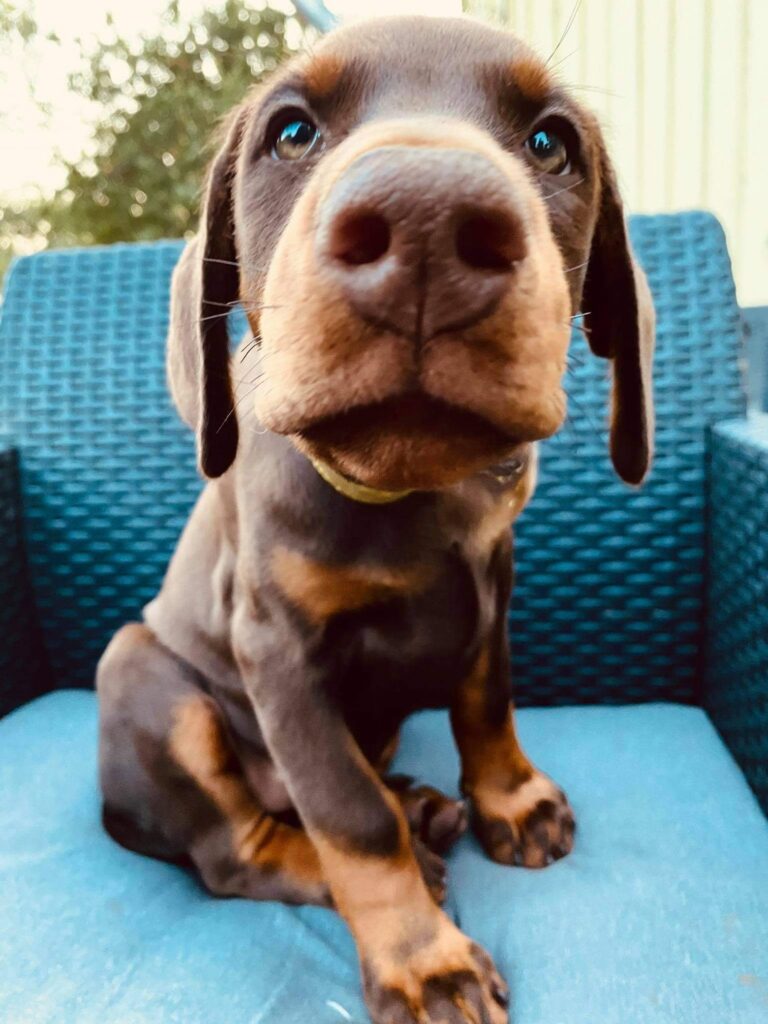 120171906 3340735229314982 1513666589055093456 N 768x1024