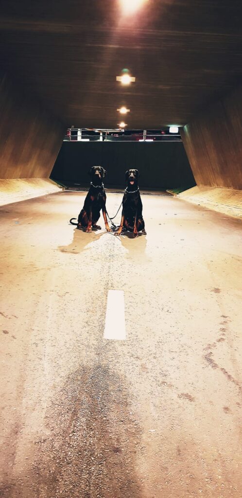 40524666 1842485229139997 5030404291374874624 N Copy 498x1024