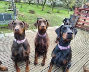 489799048 9539410609447382 1488655206209239833 n