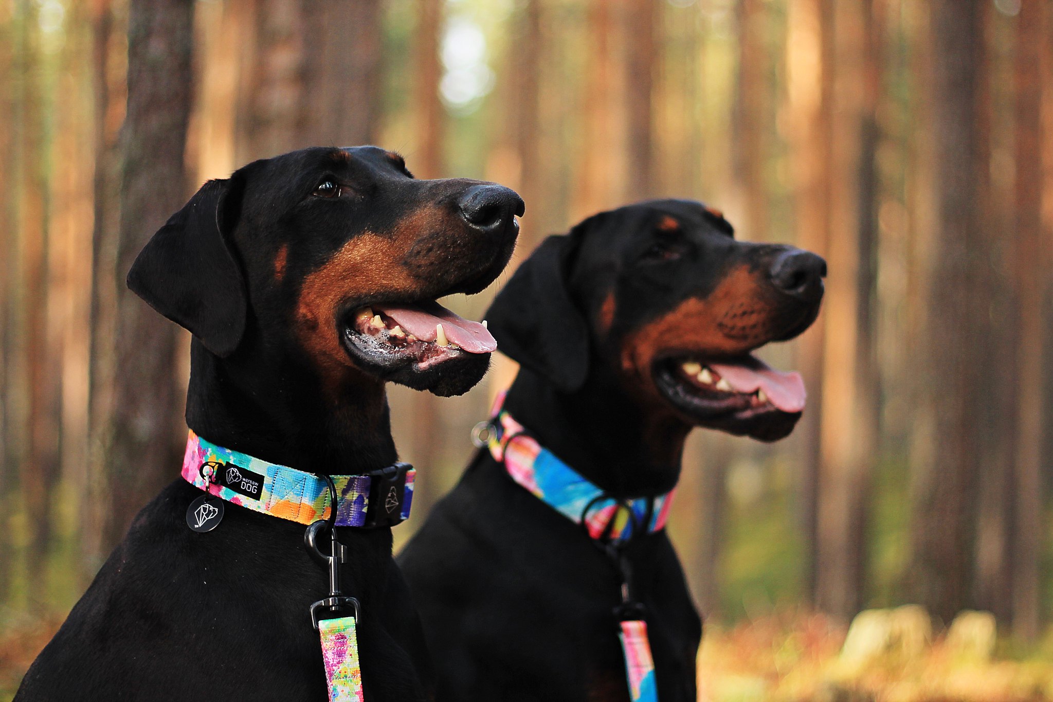 61071977 484318645641694 5071192148381007872 O Copy