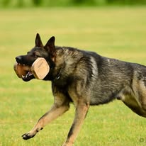 66504491 2339309732954020 1571016337281515520 n