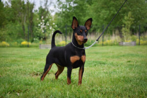 101873489 2614075302144127 2145899067060781056 n