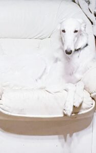 44809085 1910763775645475 3594420789576728576 n