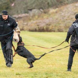 476837732 9193853770669736 8055274813913070075 n copy