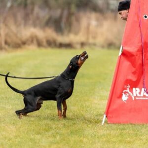 477885403 9193853827336397 5533226579880344874 n copy