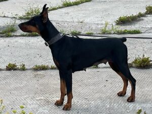 489628739 957995696528982 3676151119954055070 n