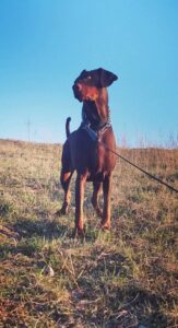 53285515 364043290855692 9175819417378881536 n