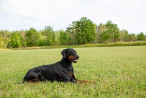 66799550 2315830801805435 6434045564152709120 n