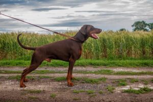 67815505 2341940992527749 5101659246219493376 n