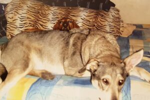 92133251 2857618867626623 540550406187515904 n