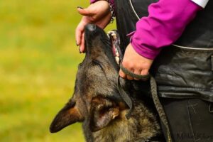 94205823 2902023446519498 5182618610949947392 n